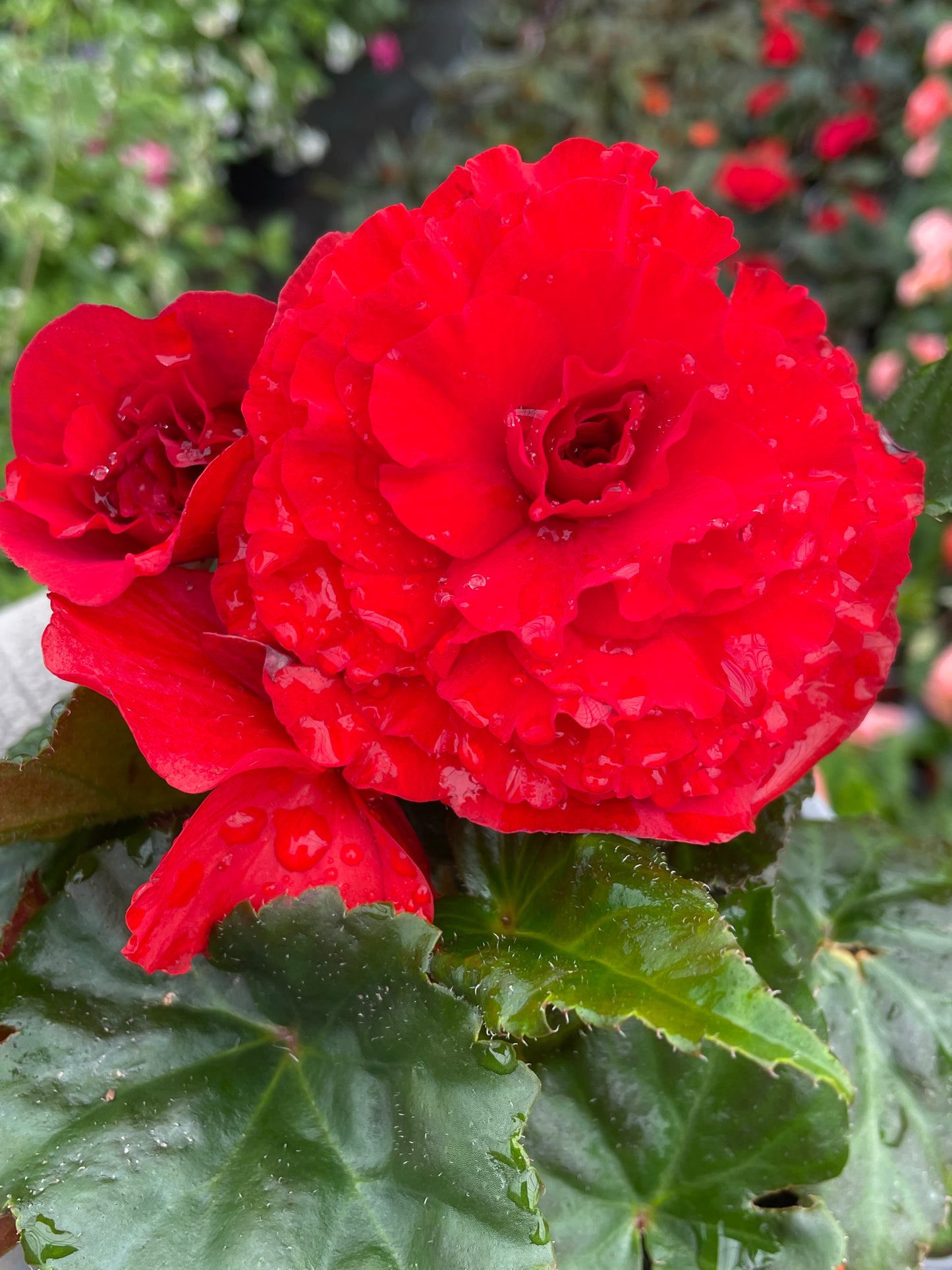 4 Begonia Non-Stop, 10.5cm