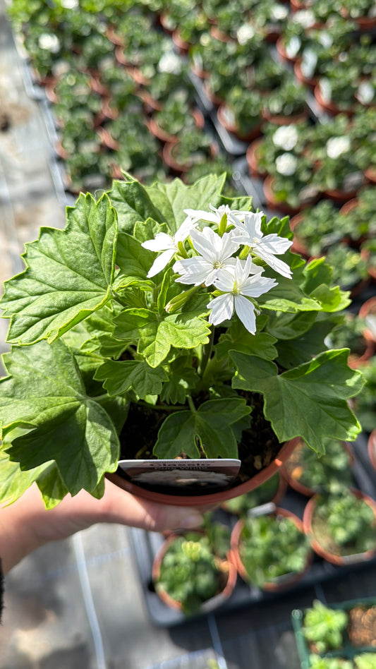 Geranium Starry White, 13cm