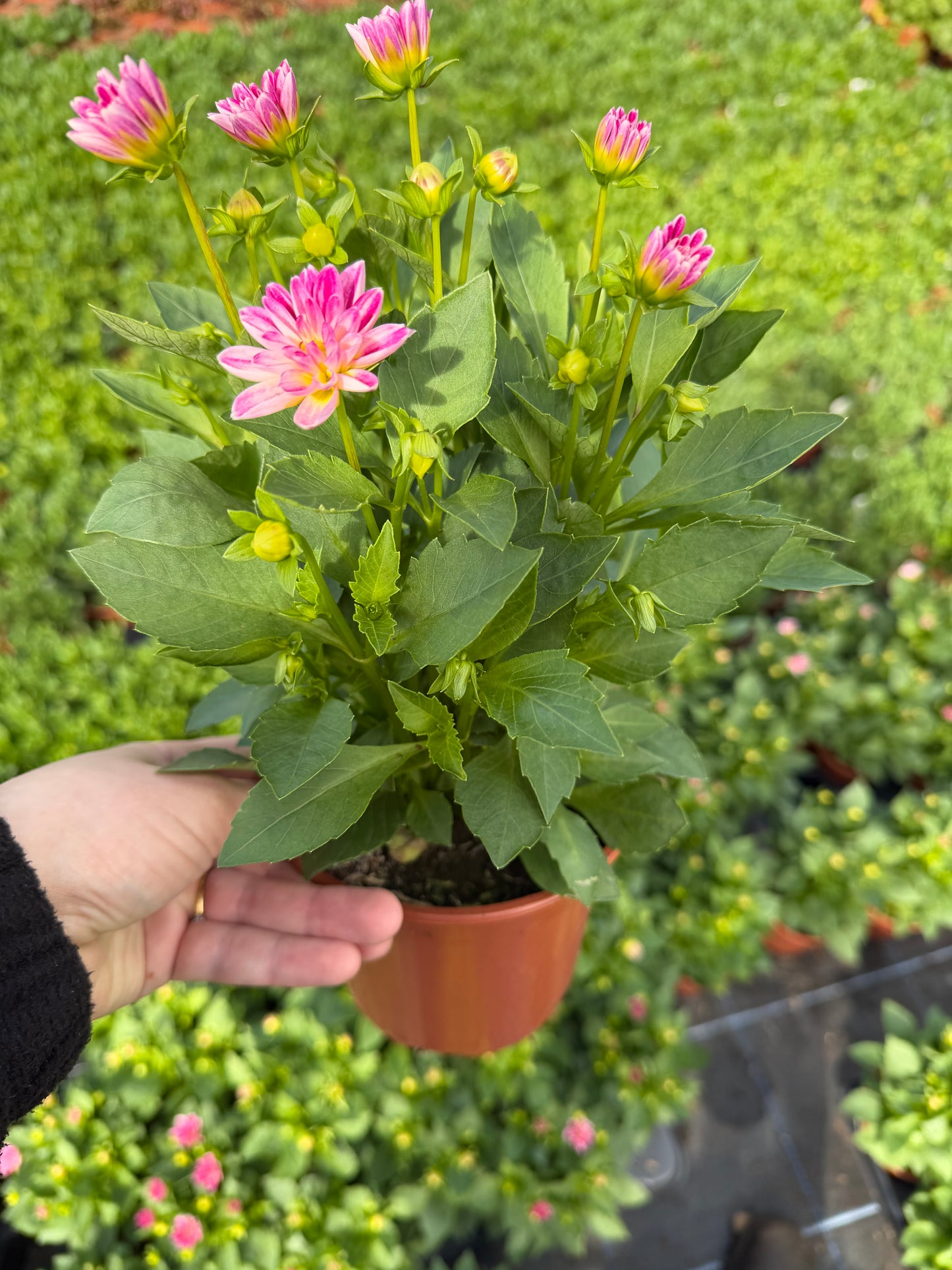 Mini Dahliettas, 13cm