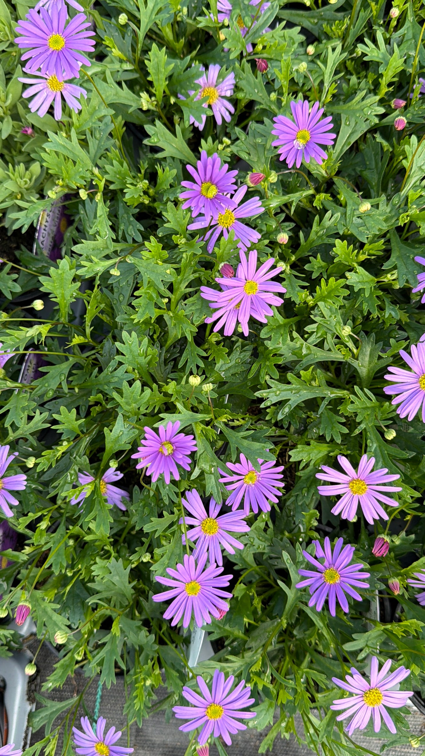 Pink & Purple Mix