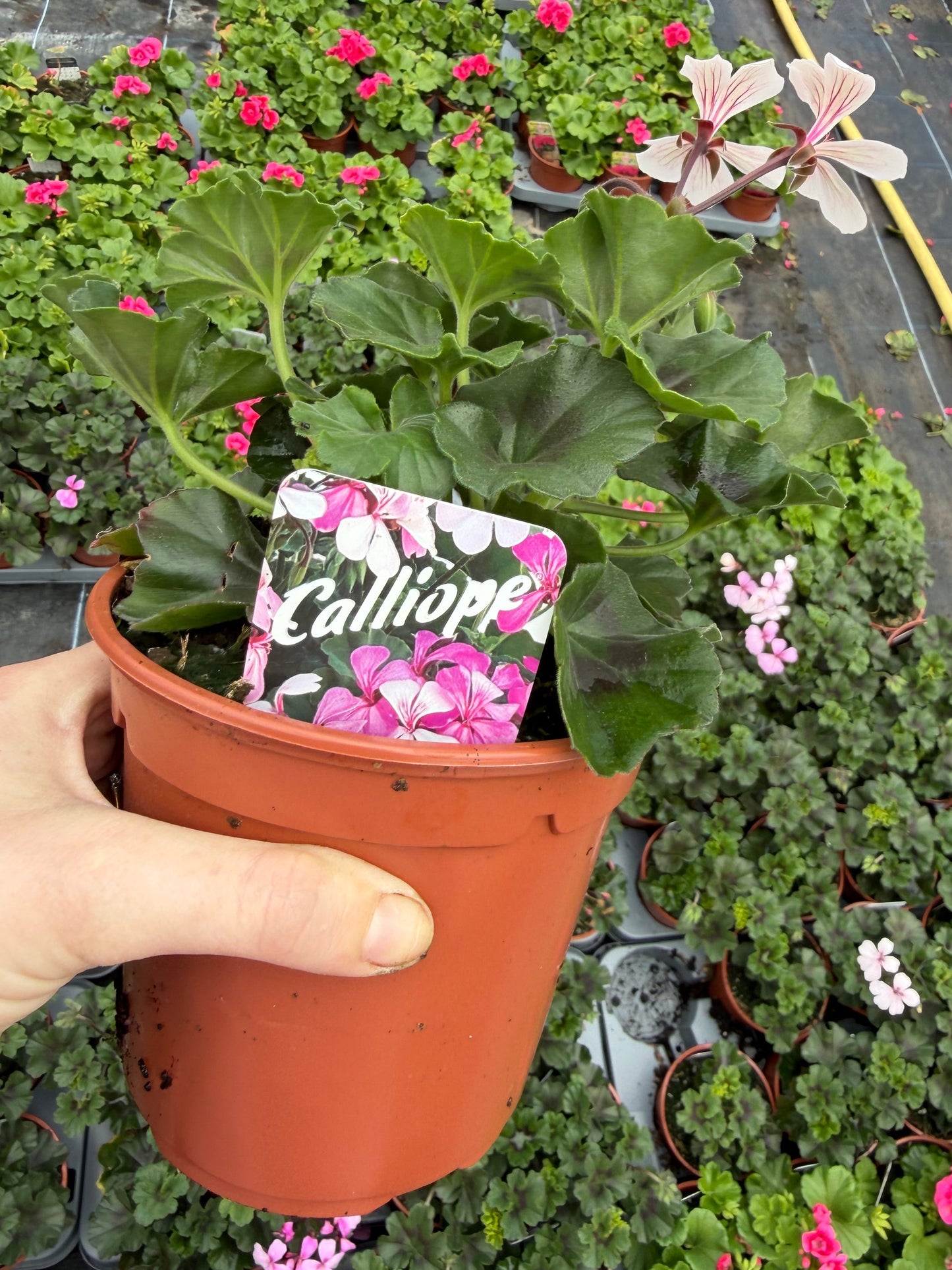 Geranium Calliope, 13cm
