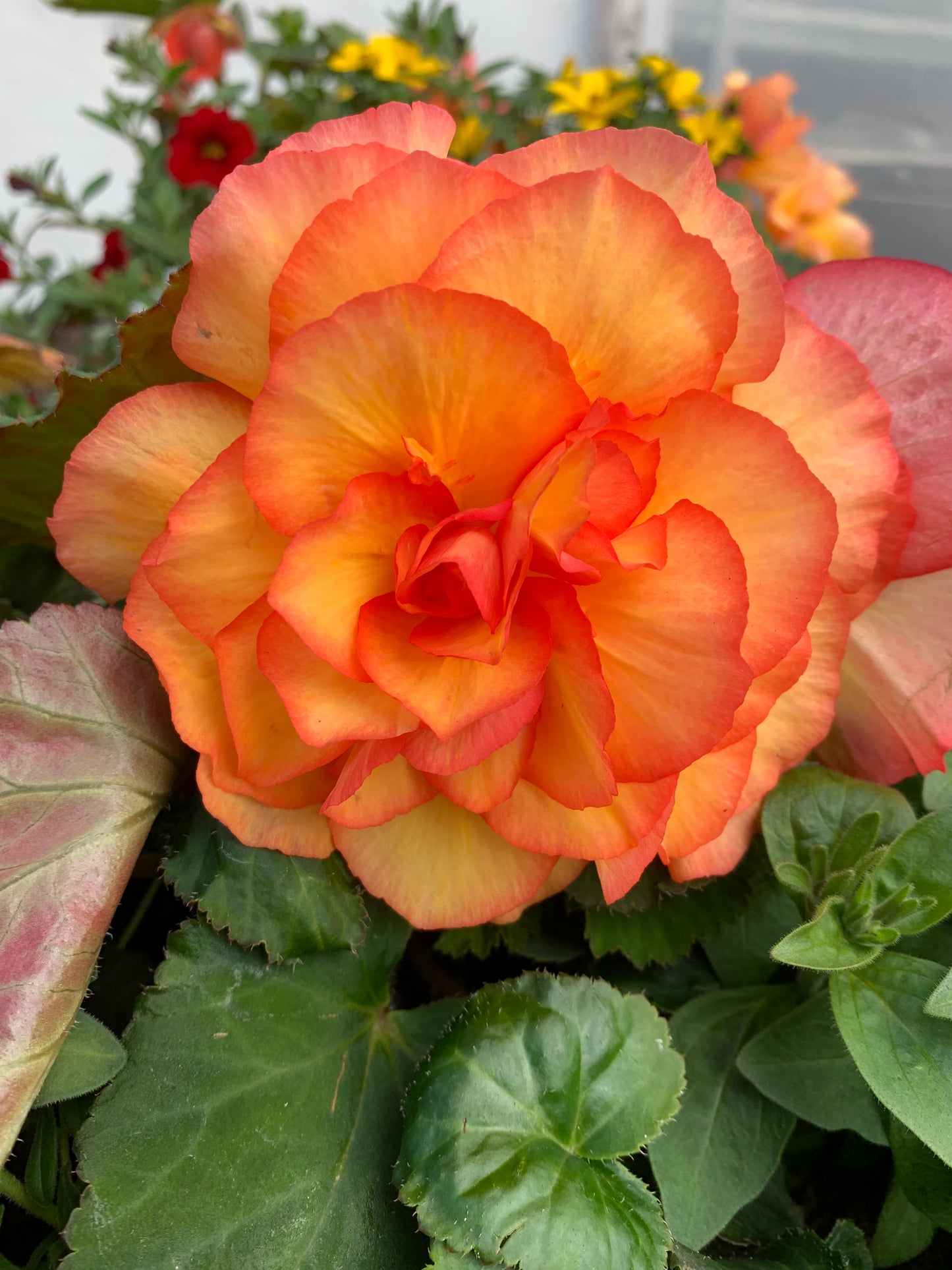 4 Begonia Non-Stop, 10.5cm