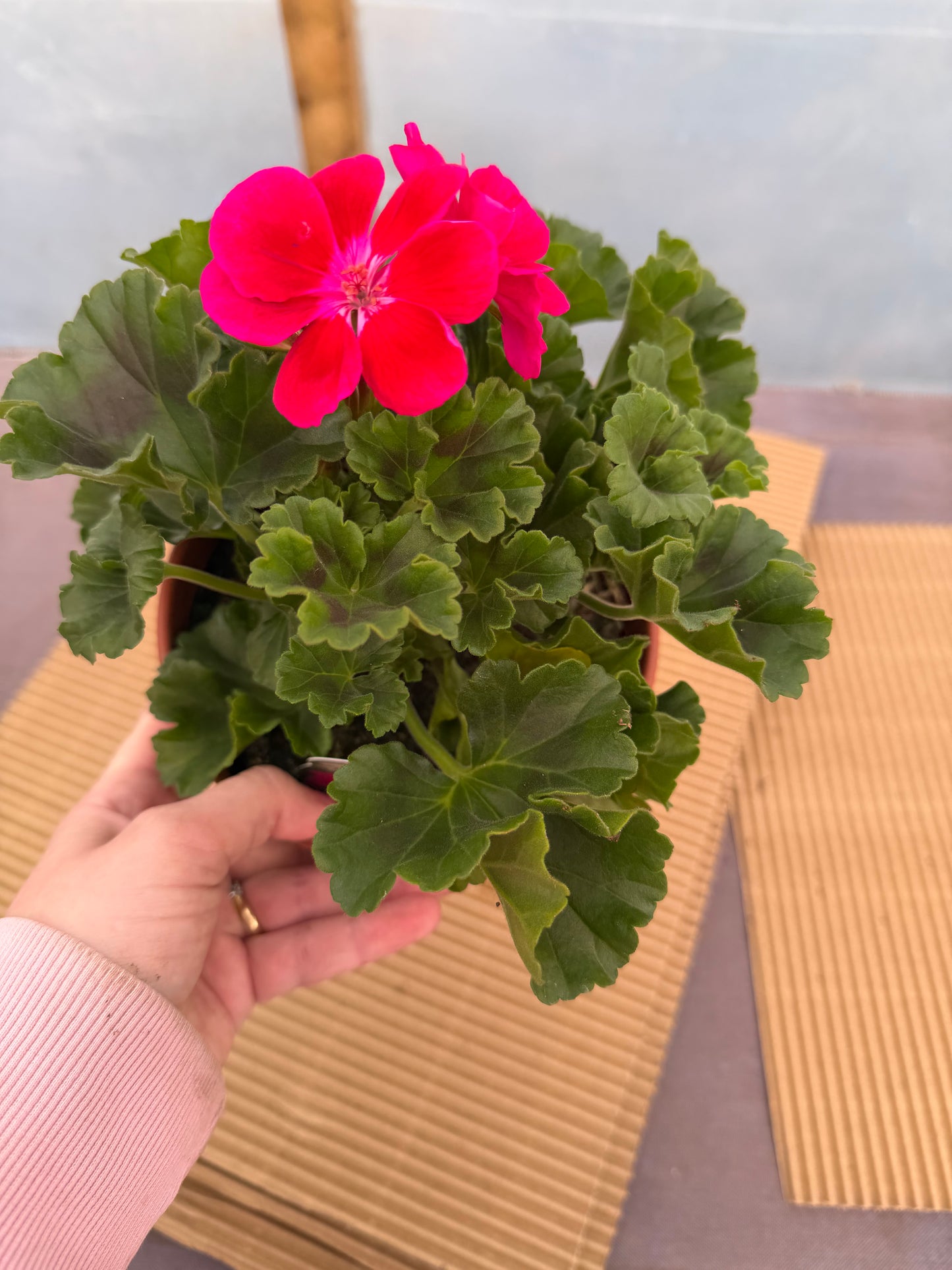 Geranium, 15cm