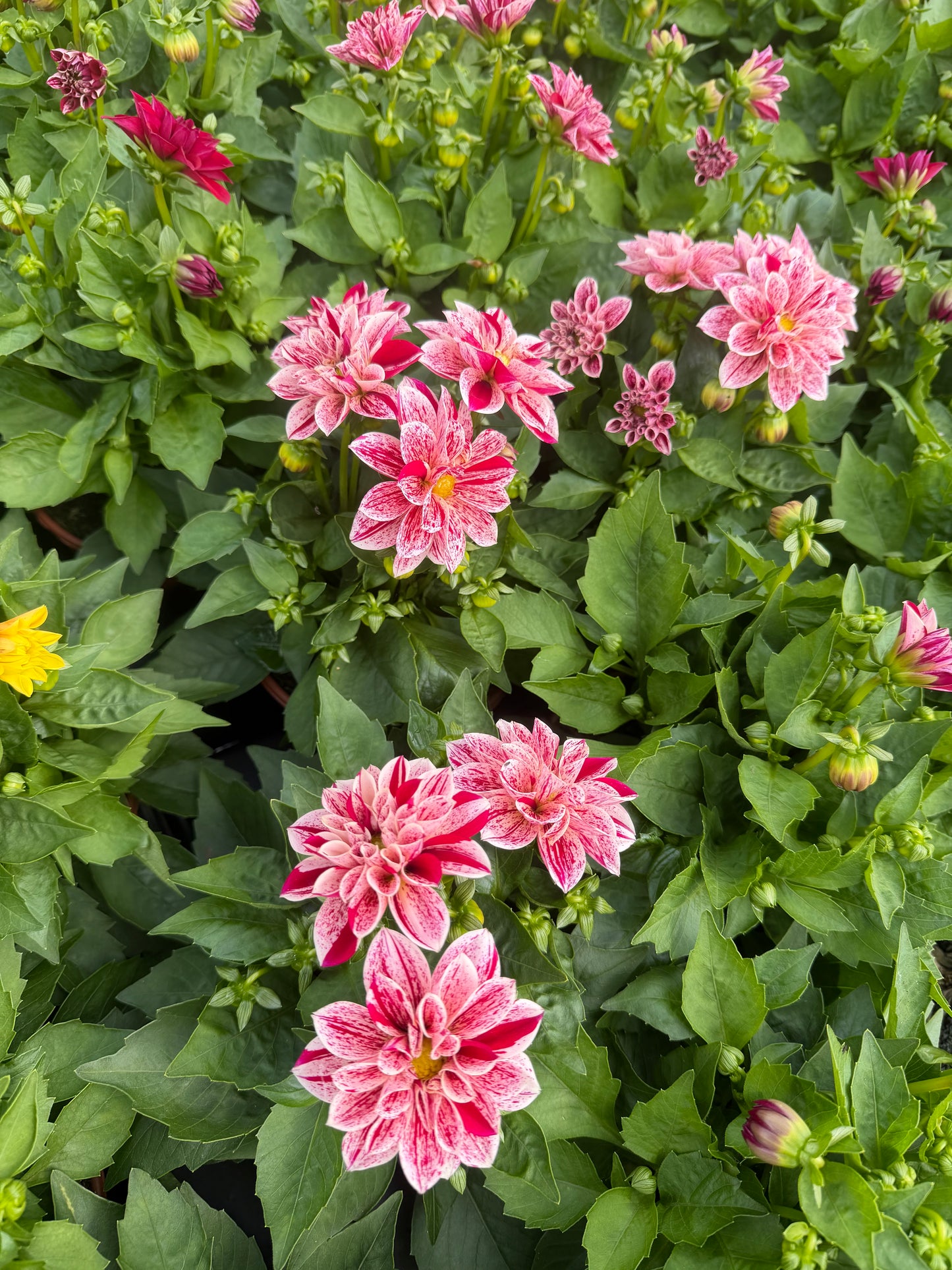 Surprise Varieties Dahlia, 15cm