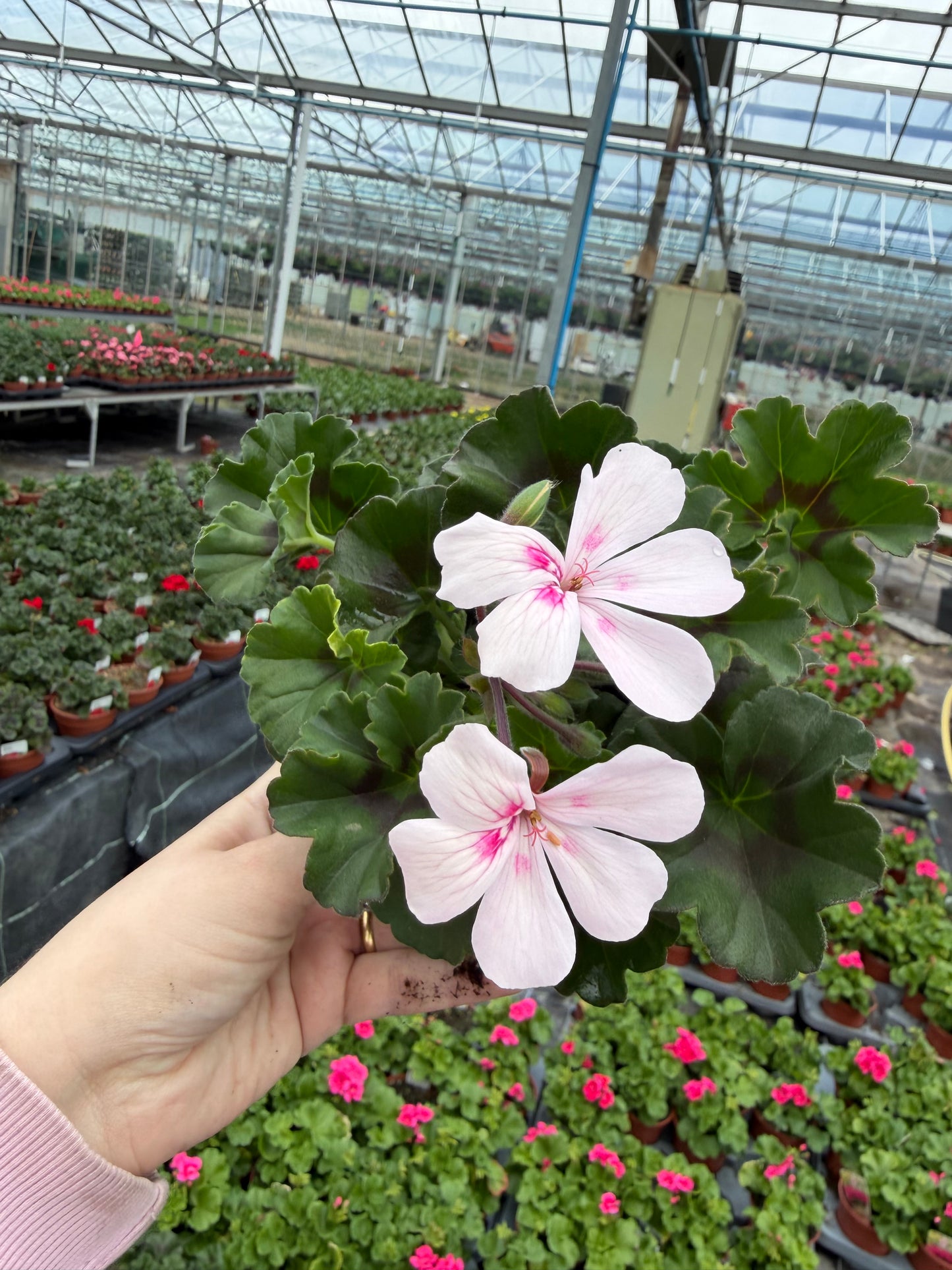 Geranium Calliope, 13cm