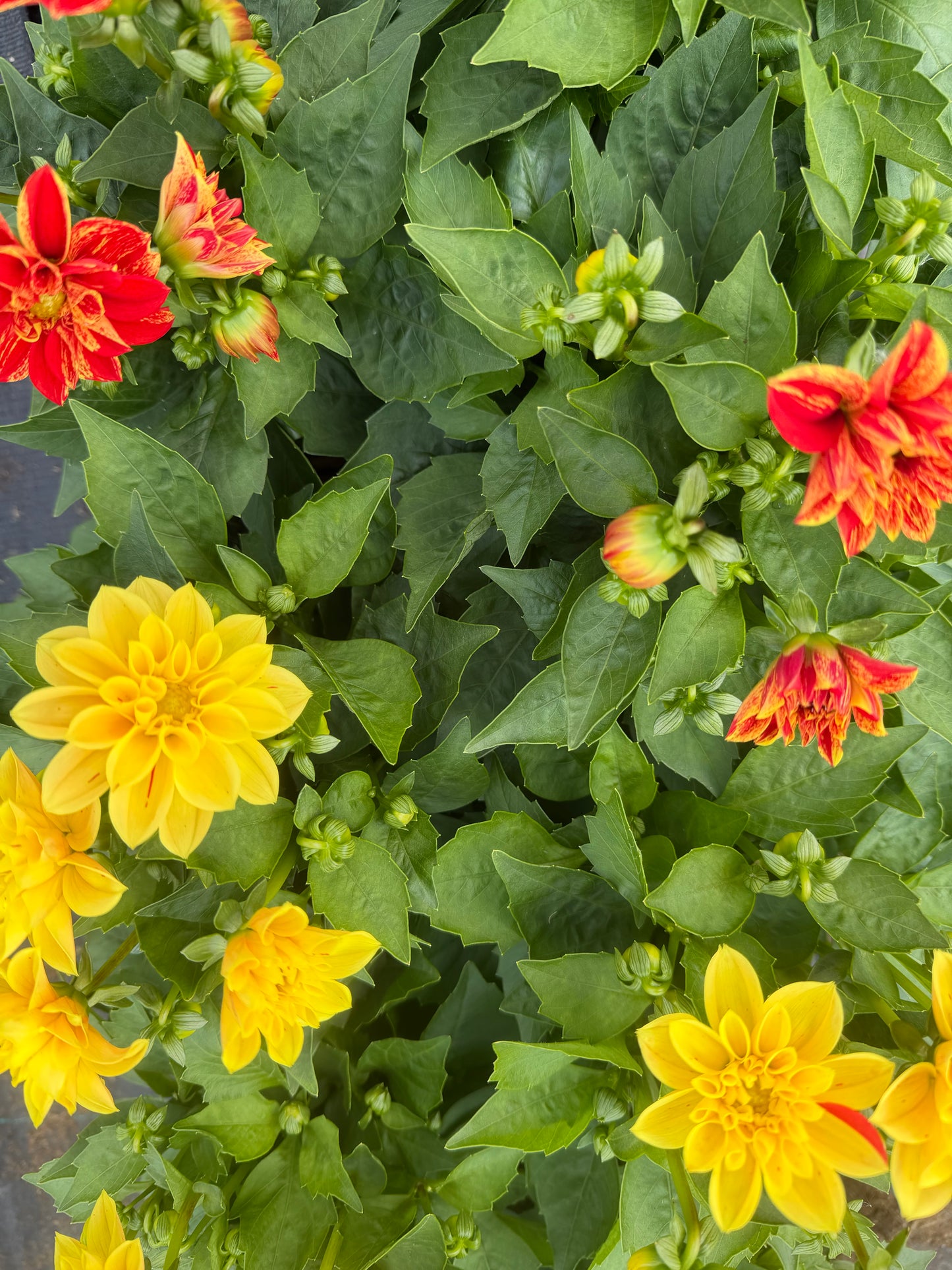 Surprise Varieties Dahlia, 15cm