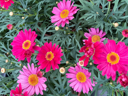 Argyranthemum, 15cm