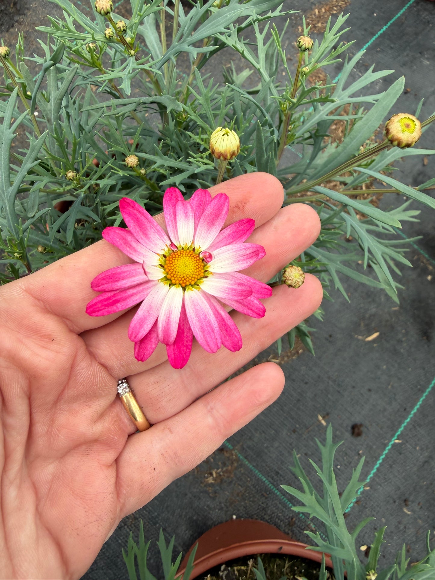 Argyranthemum, 15cm