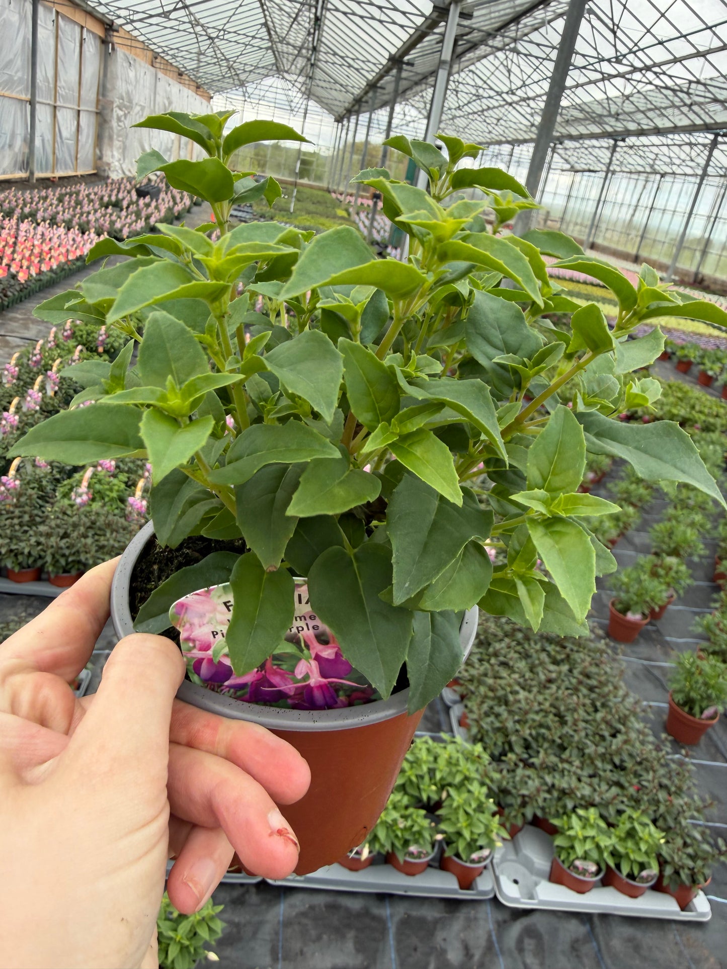 Upright Fuchsia, 13cm
