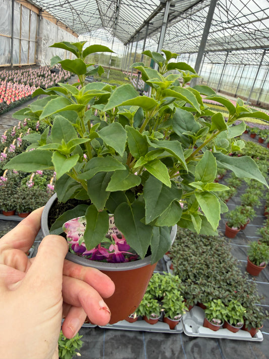 Upright Fuchsia, 13cm