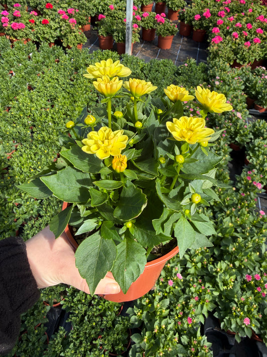 Mini Dahliettas, 13cm