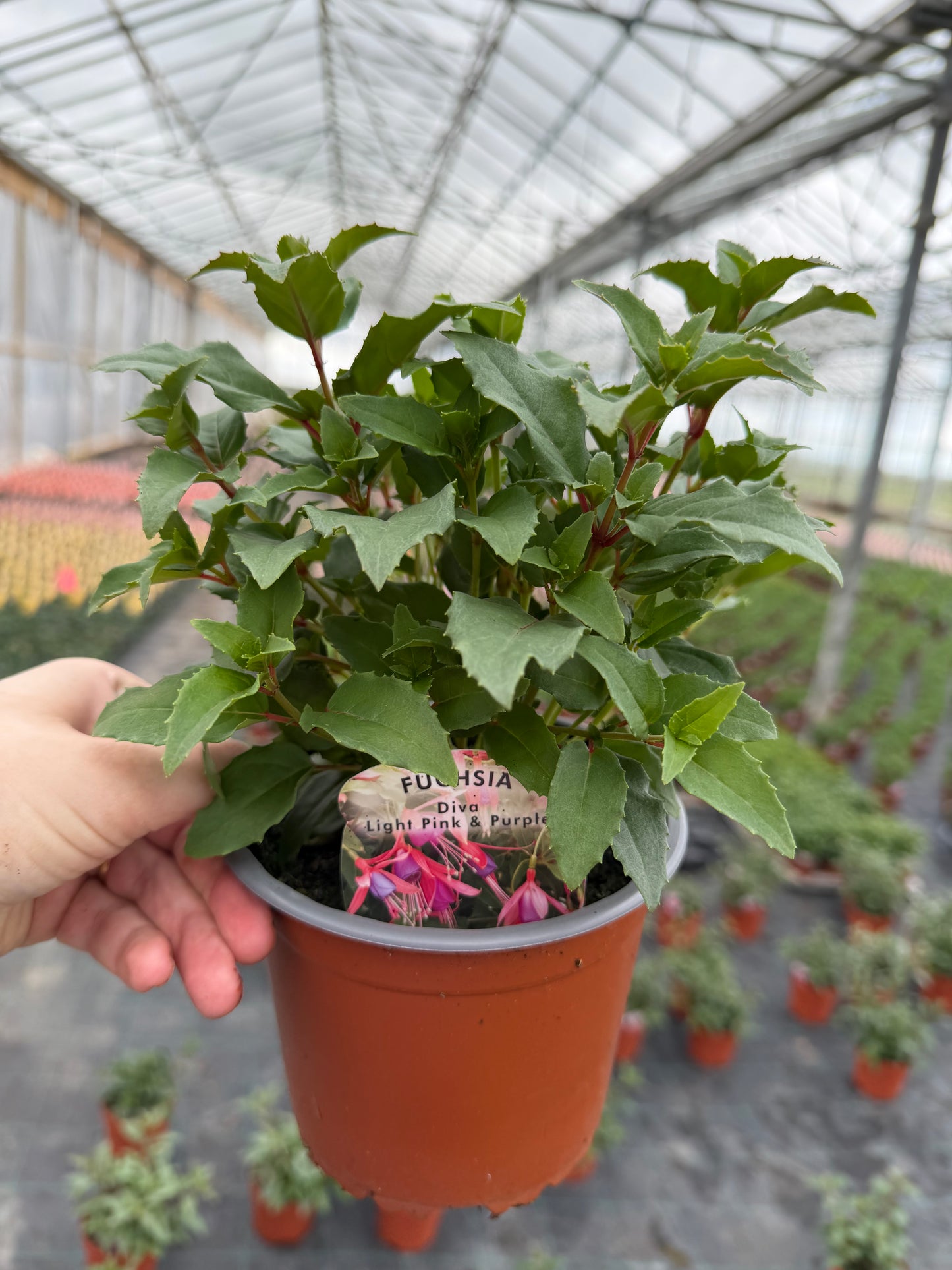 Upright Fuchsia, 13cm