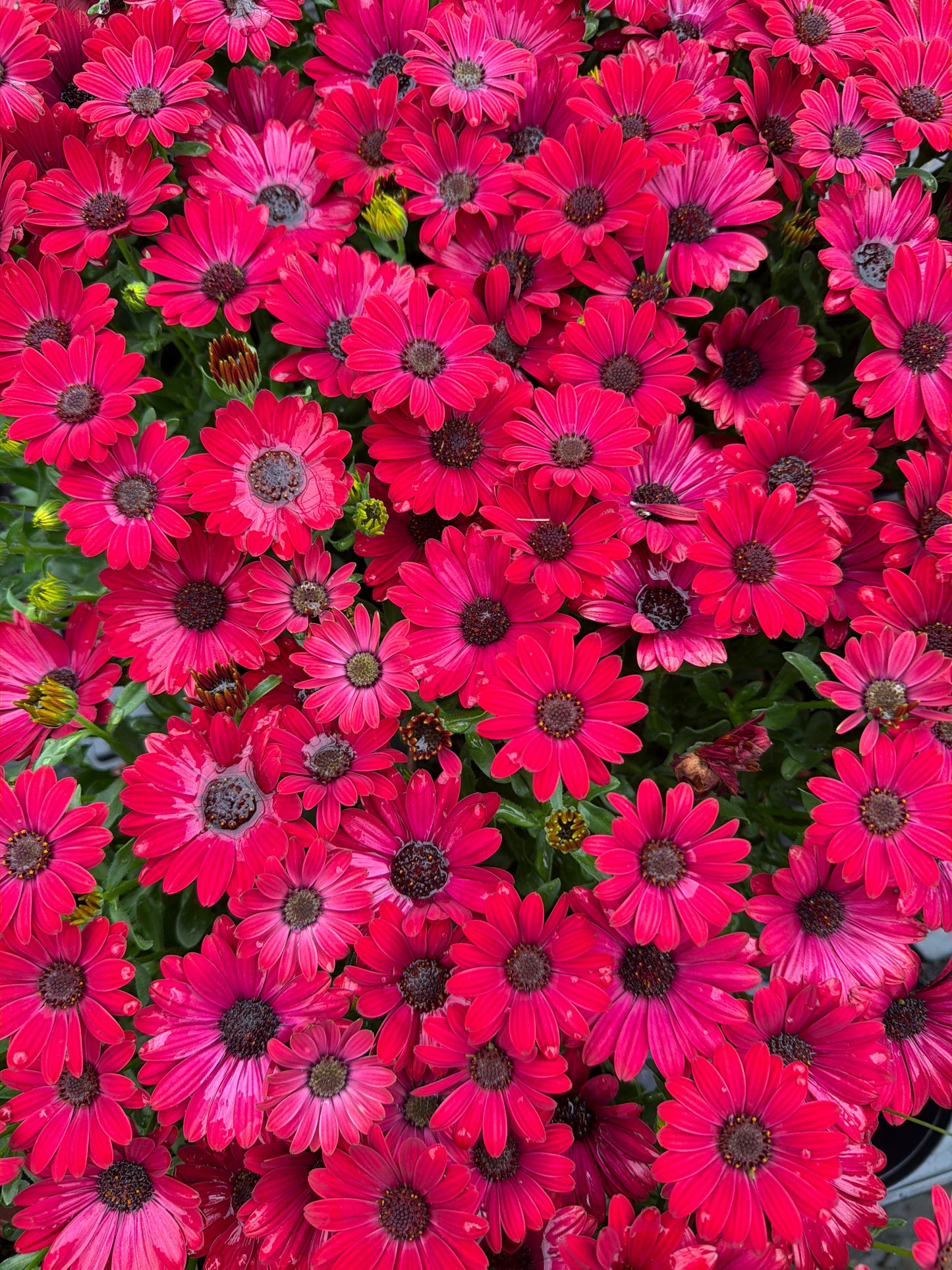 Osteospermum, 15cm