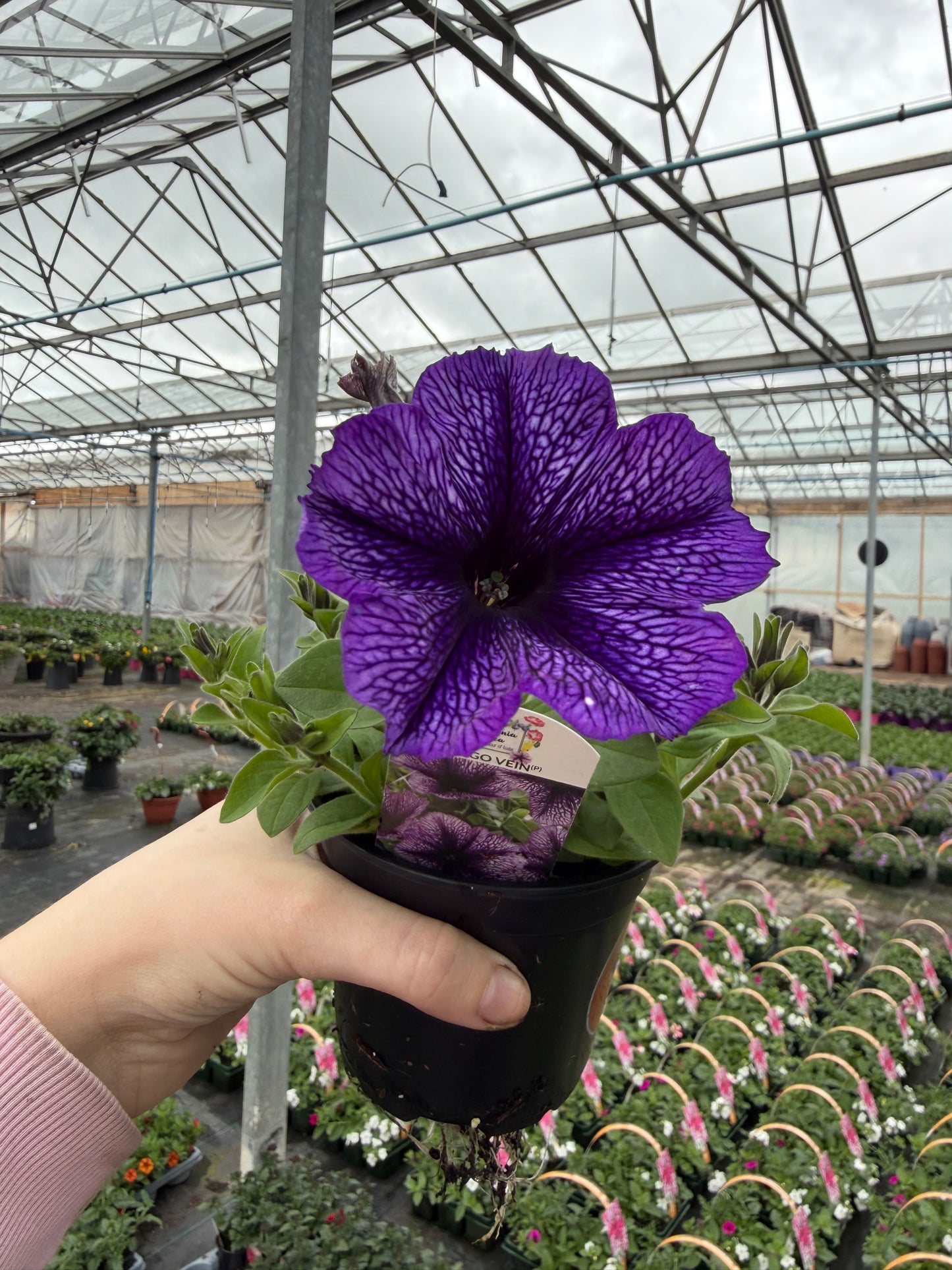 Indigo Vein Petunia, 10.5cm