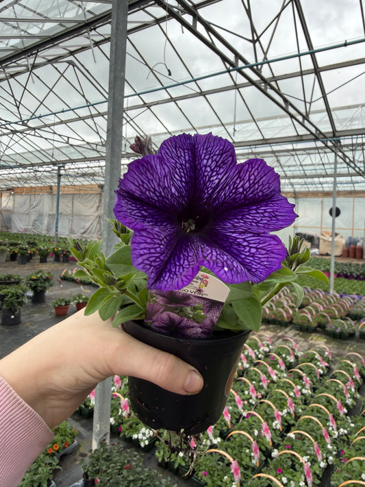 Indigo Vein Petunia, 10.5cm