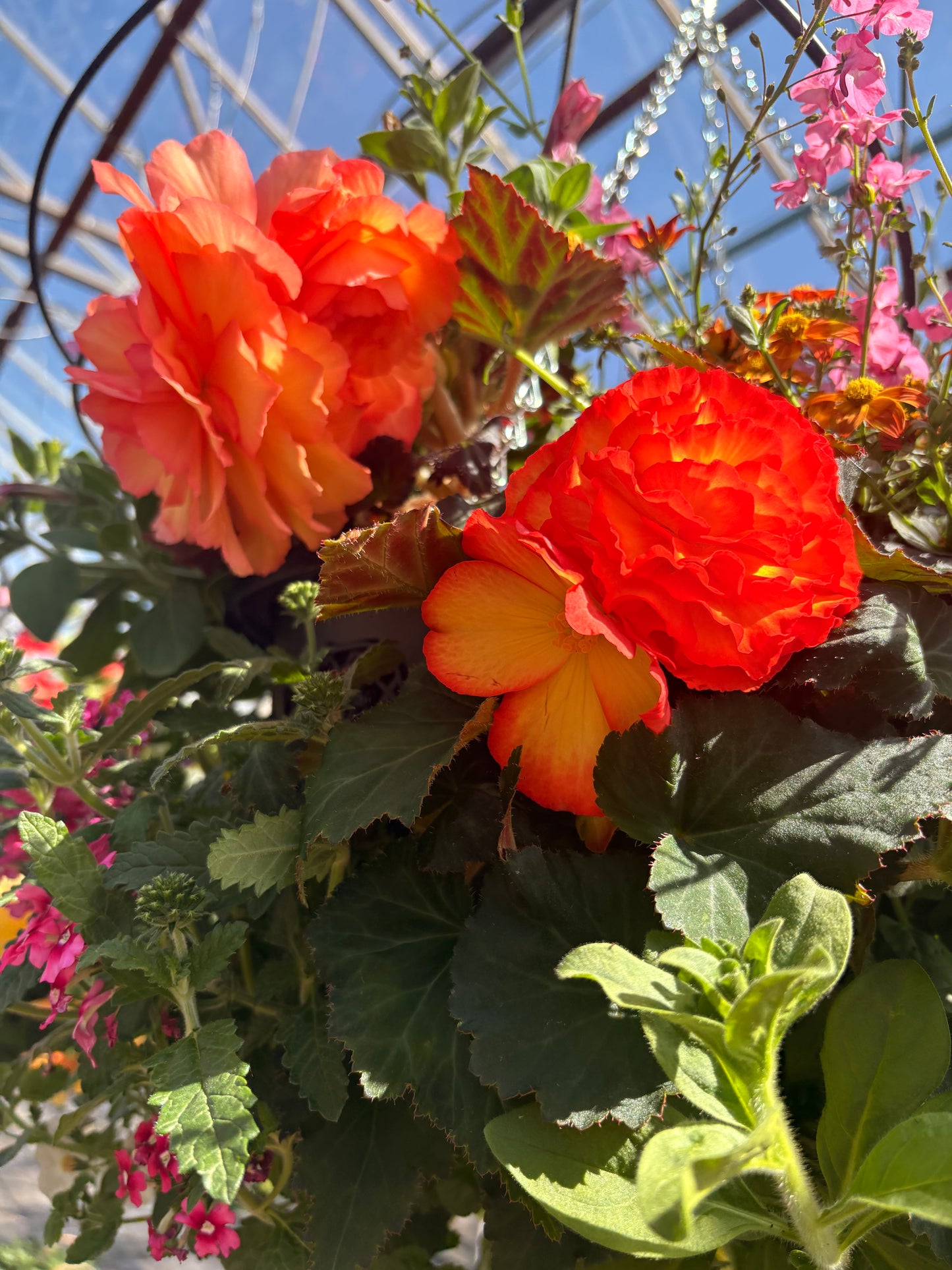 4 Begonia Non-Stop, 10.5cm