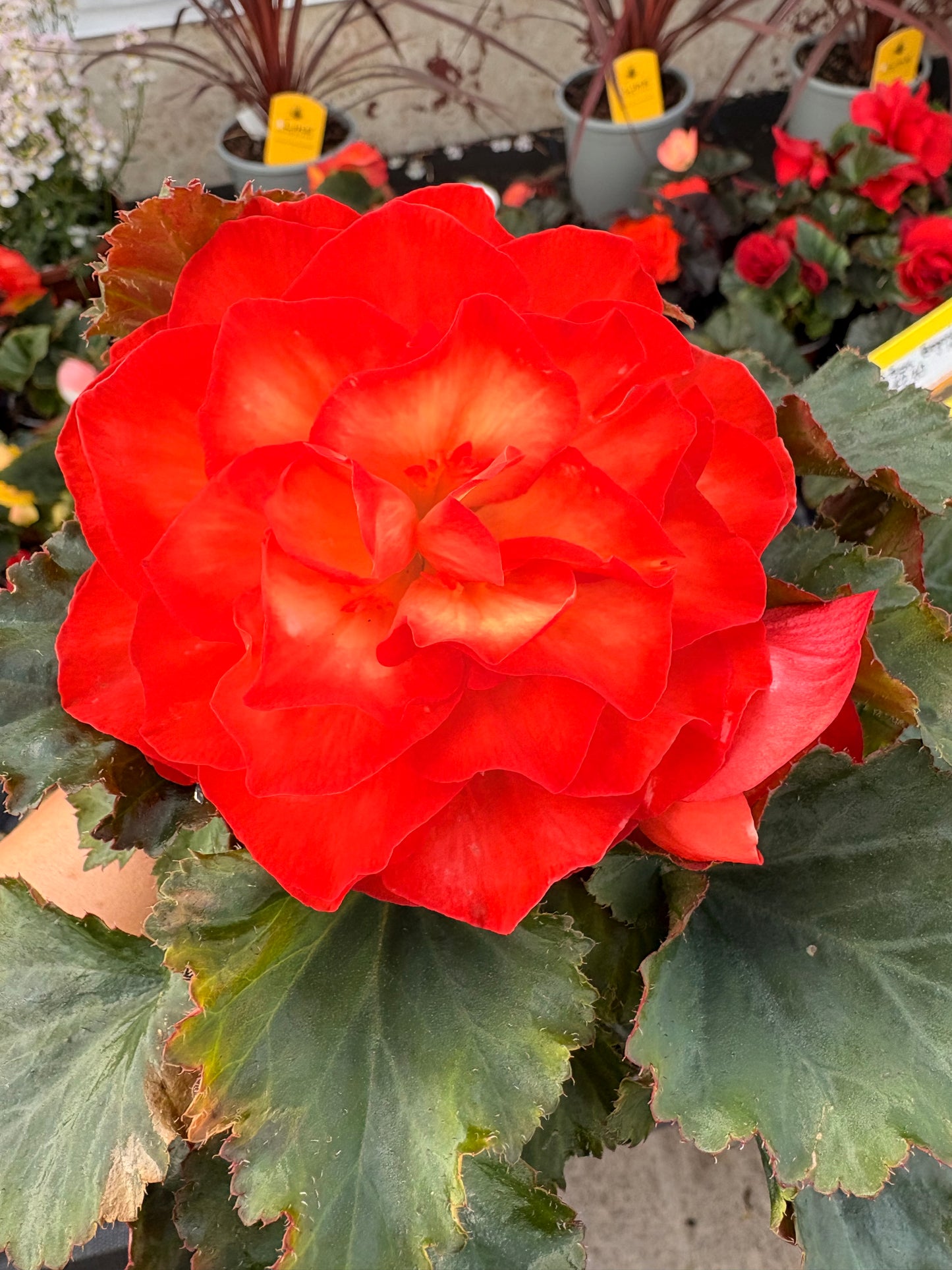 4 Begonia Non-Stop, 10.5cm