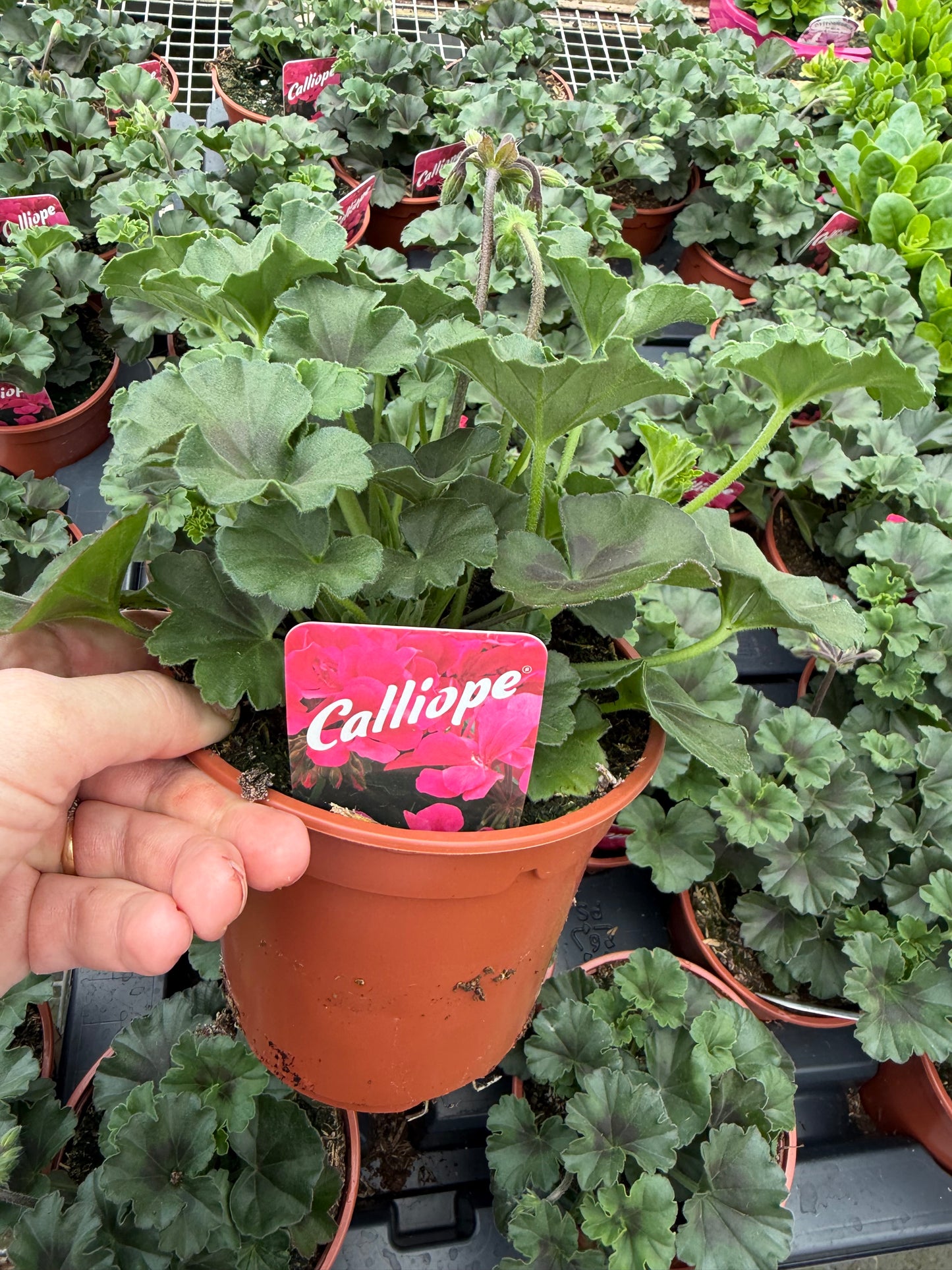 Geranium Calliope, 13cm