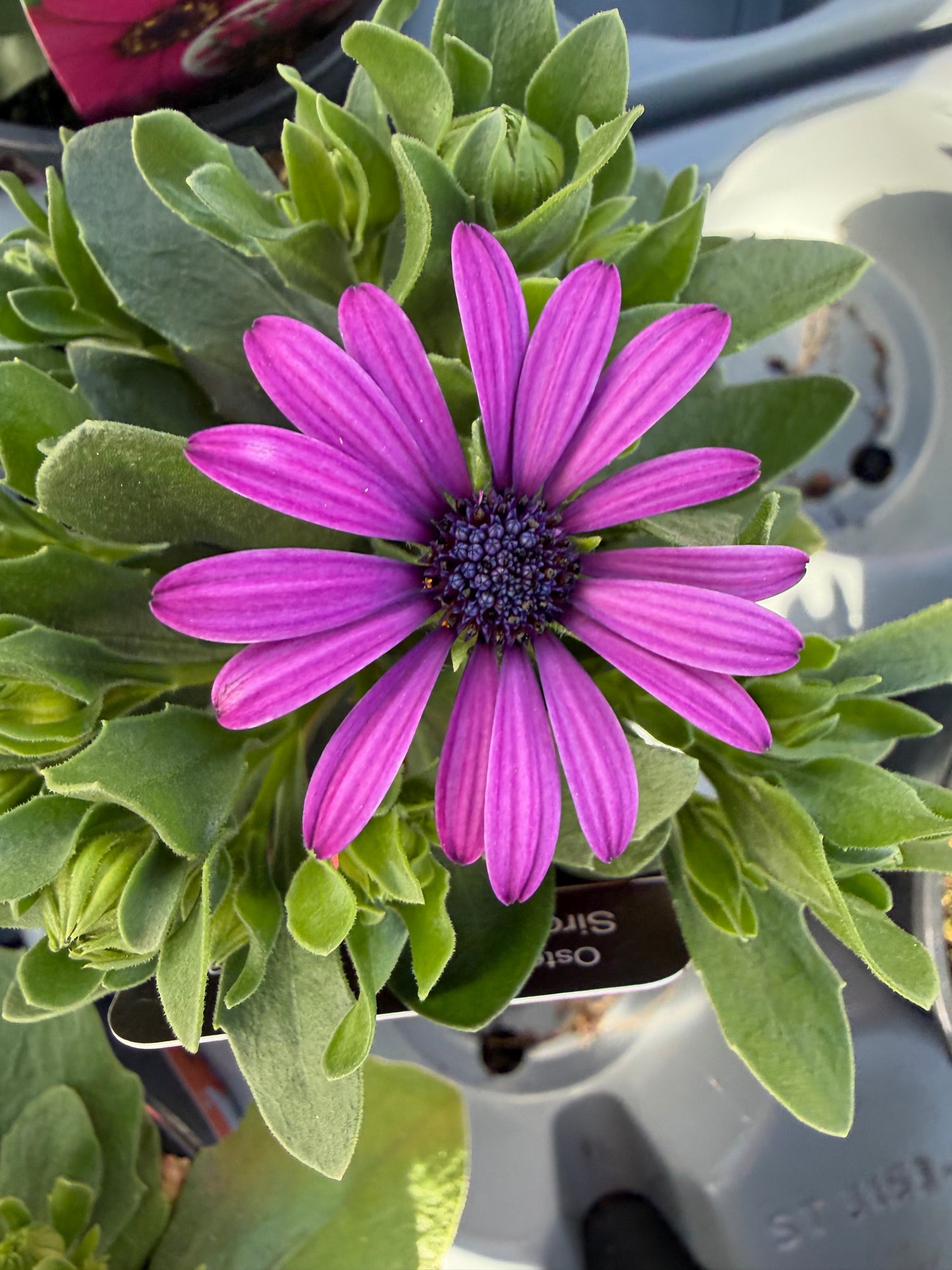 Mini Osteospermum, 10.5cm
