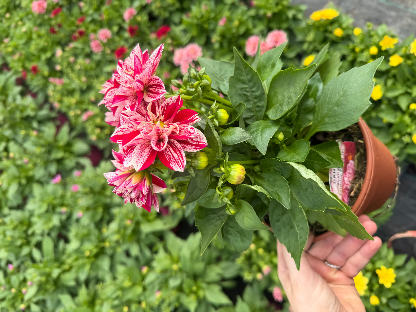 Surprise Varieties Dahlia, 15cm