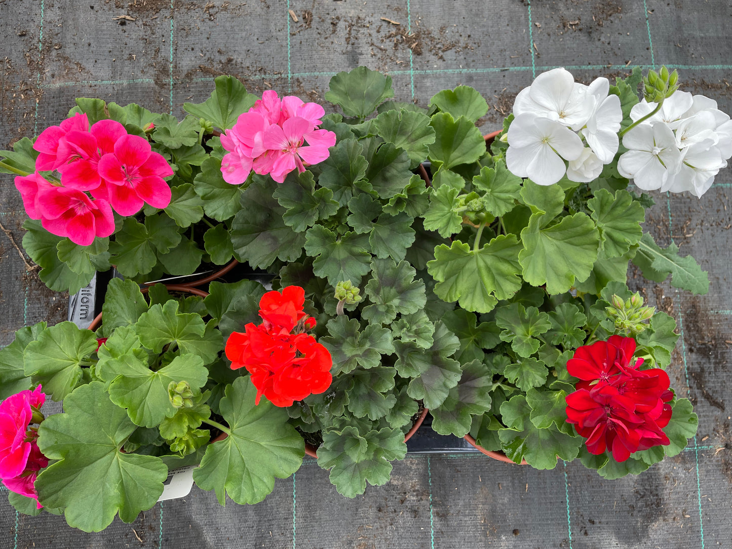 Geranium, 15cm