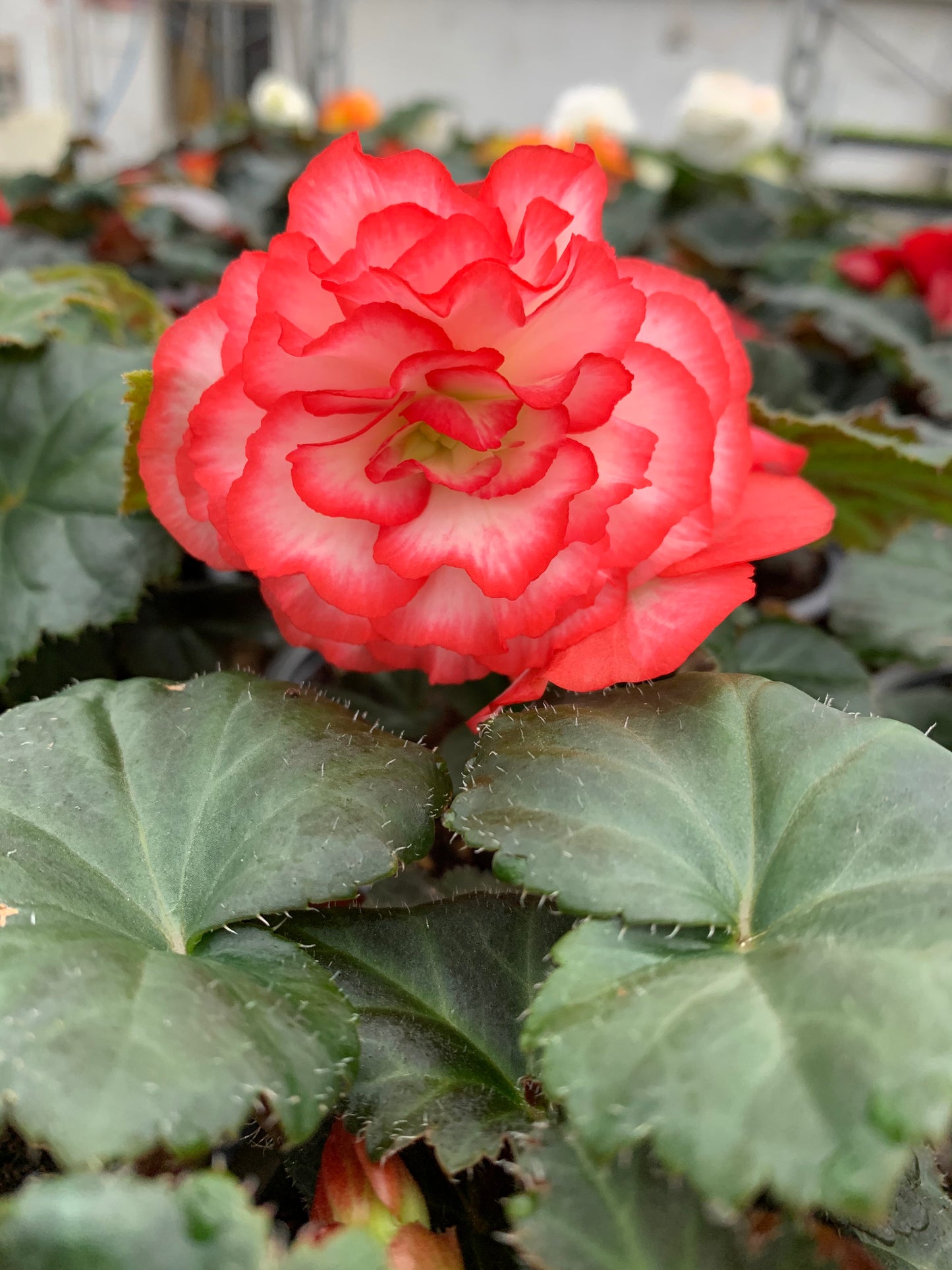 4 Begonia Non-Stop, 10.5cm