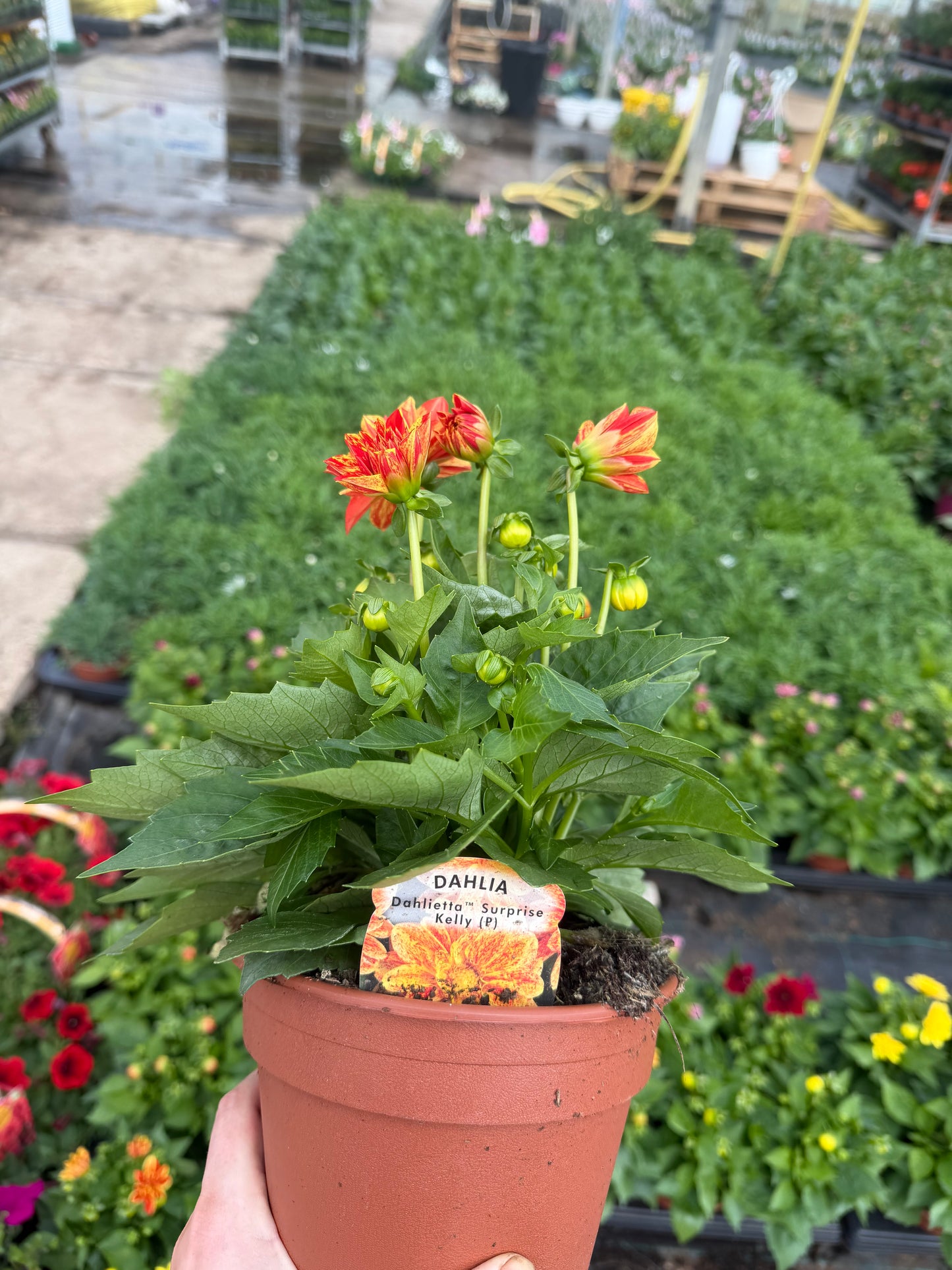 Surprise Varieties Dahlia, 15cm
