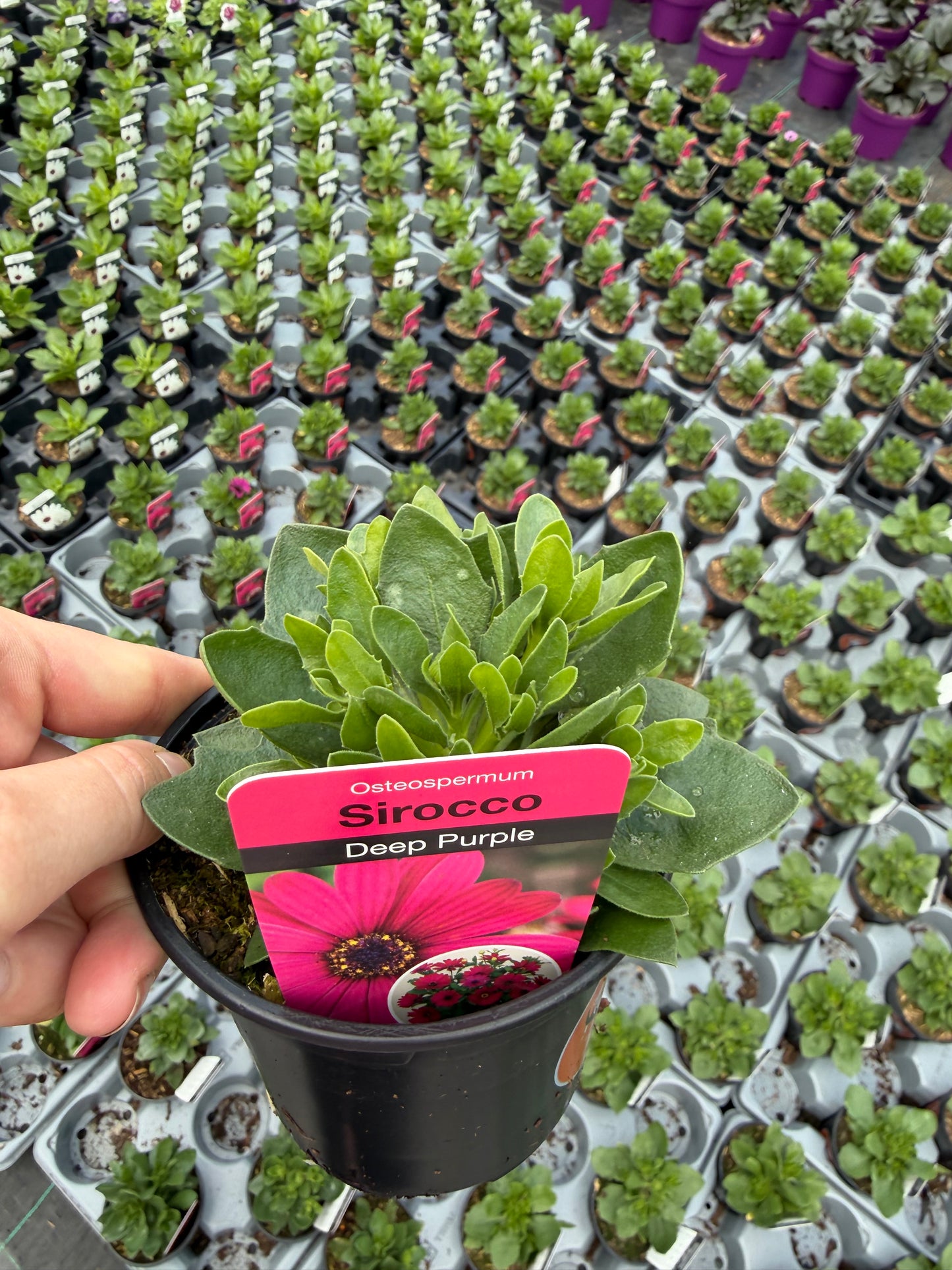 Mini Osteospermum, 10.5cm