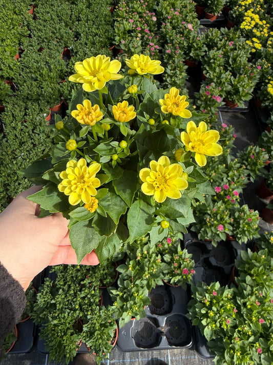 Mini Dahliettas, 13cm