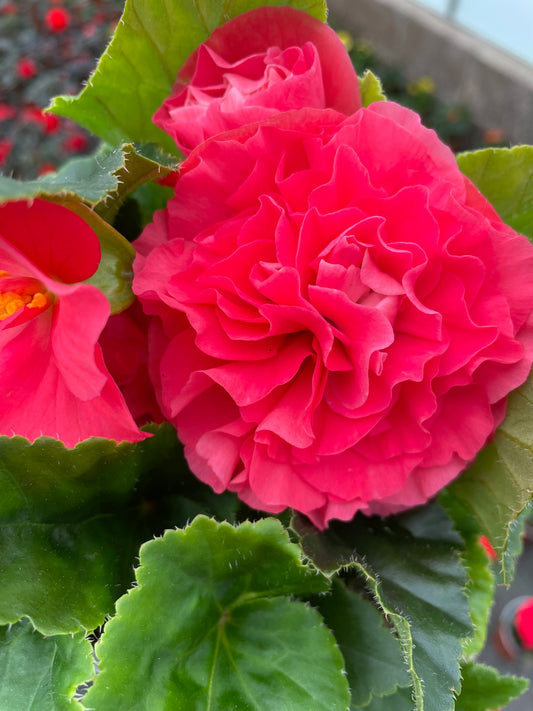 4 Begonia Non-Stop, 10.5cm