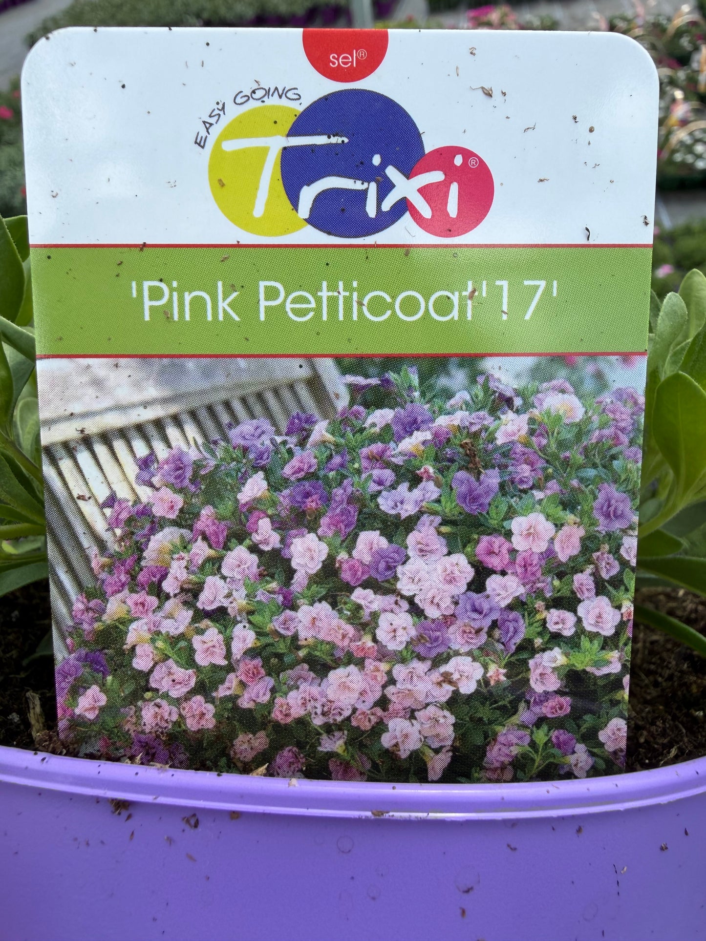 Trixi Pink/Blue Petticoat, 2L