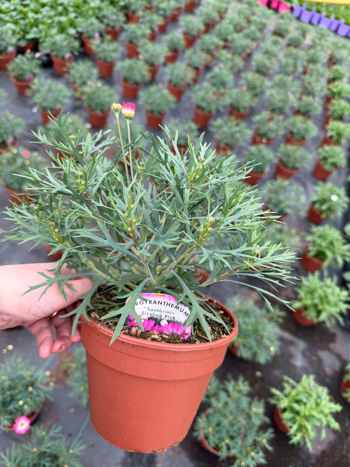 Argyranthemum, 15cm