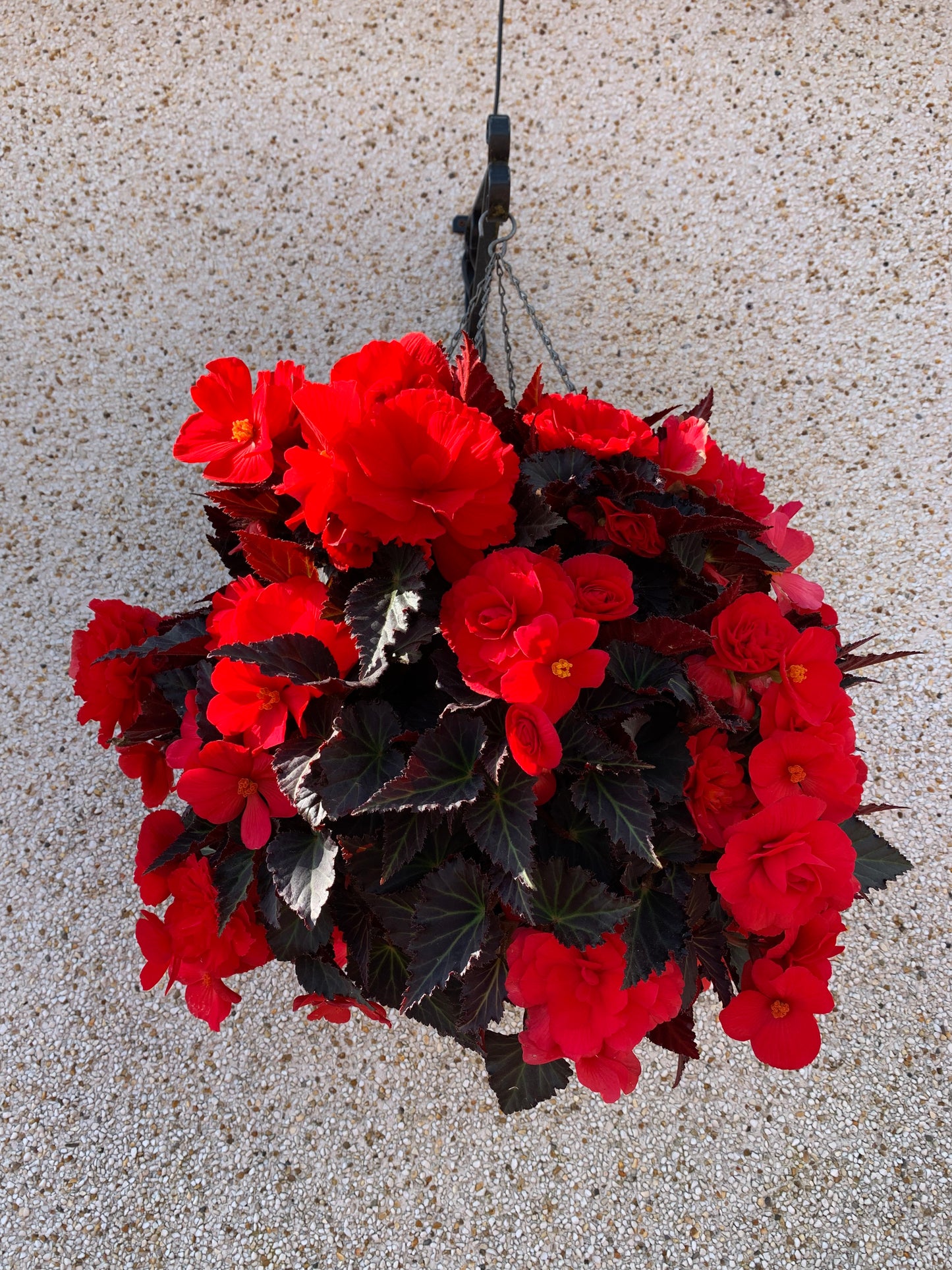 4 Begonia Non-Stop, 10.5cm