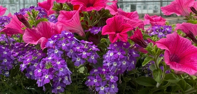 Pink & Purple Mix
