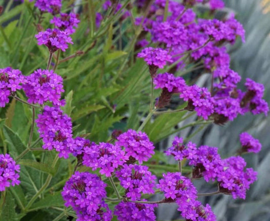 Verbena Santos Purple, 13cm