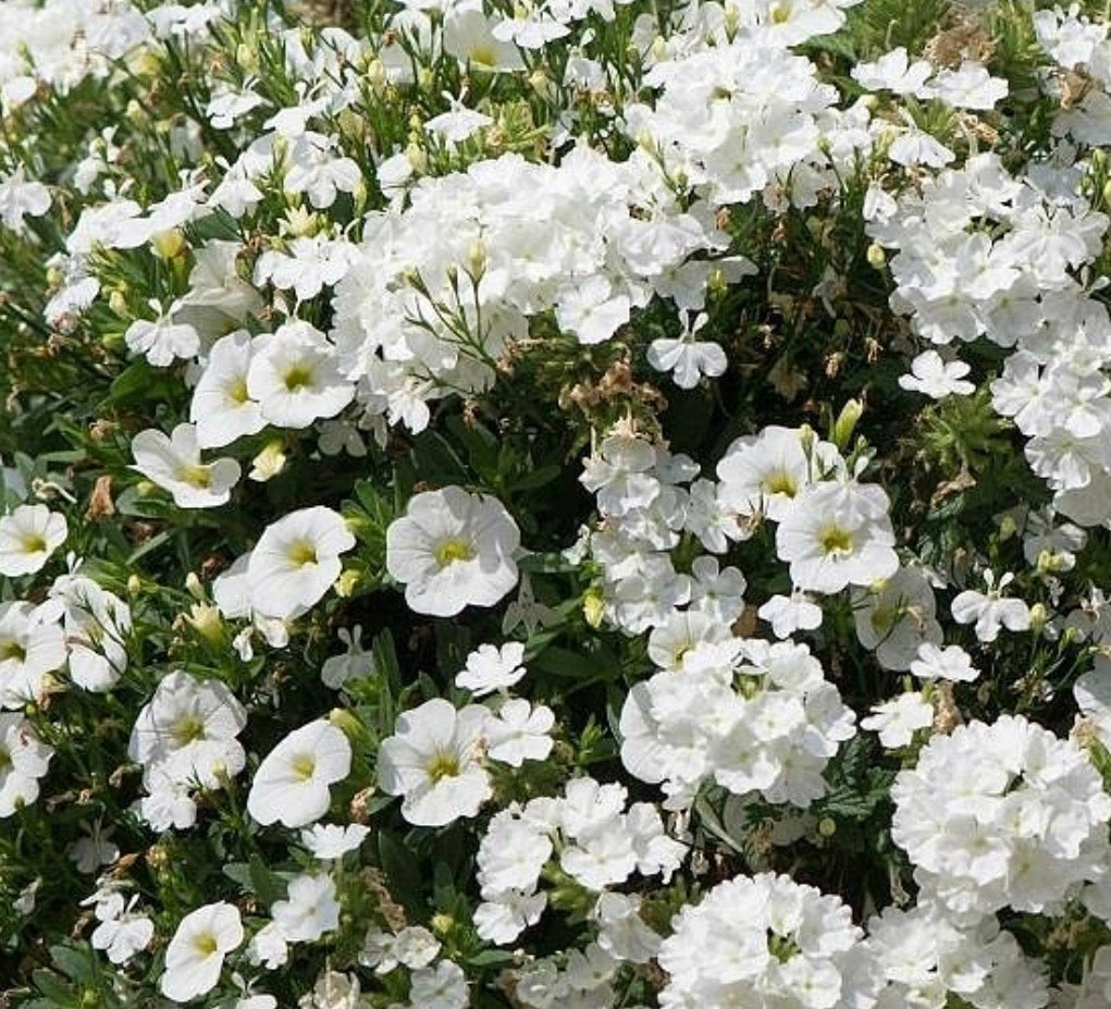 Trixi White Wedding, 2L