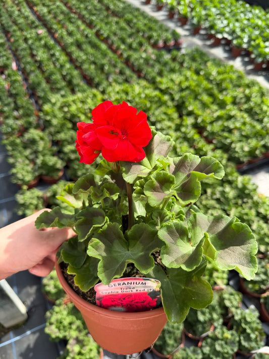 Geranium, 15cm