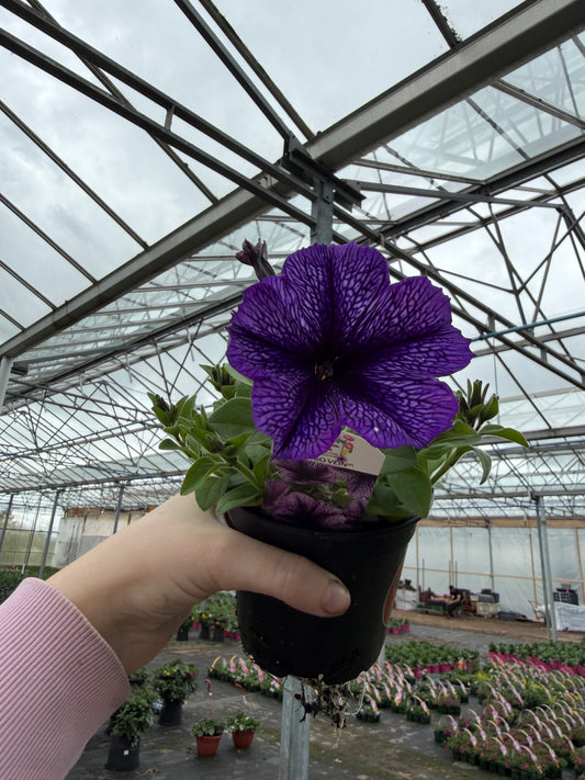 Indigo Vein Petunia, 10.5cm