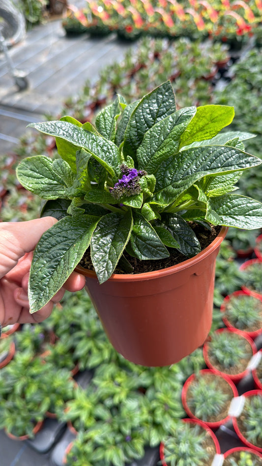 Heliotropium Scentropia, 13cm