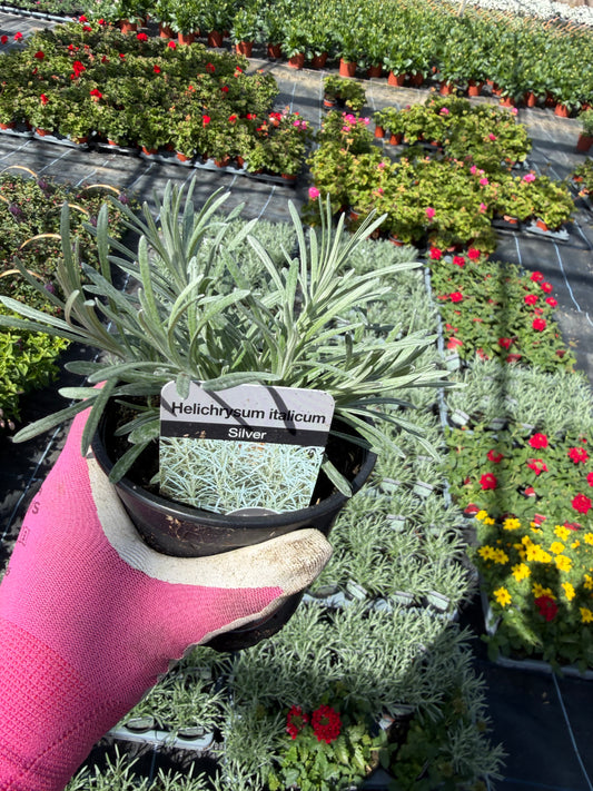 Helichrysum italicum, 10.5cm