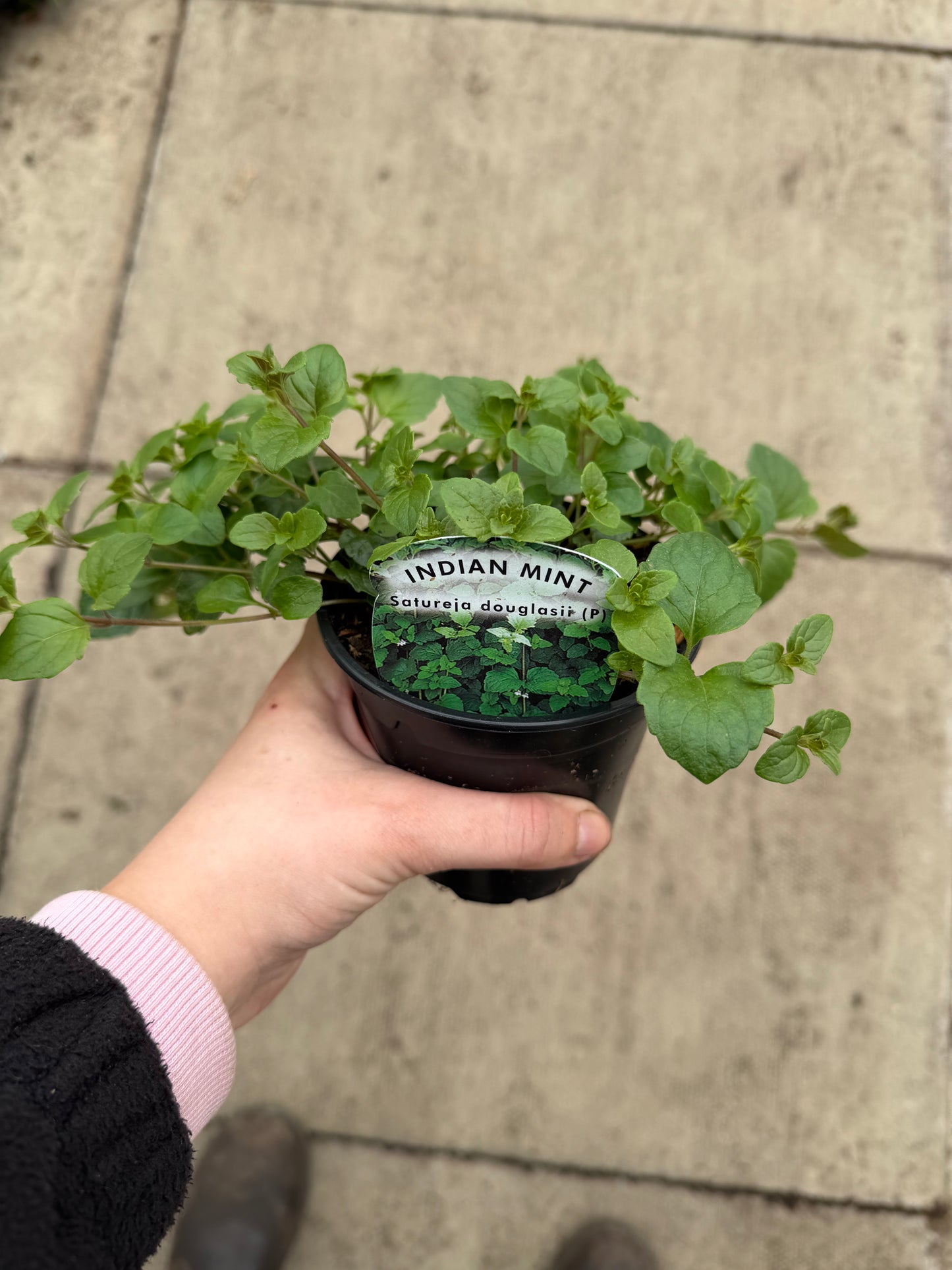 Indian Mint, 10.5cm