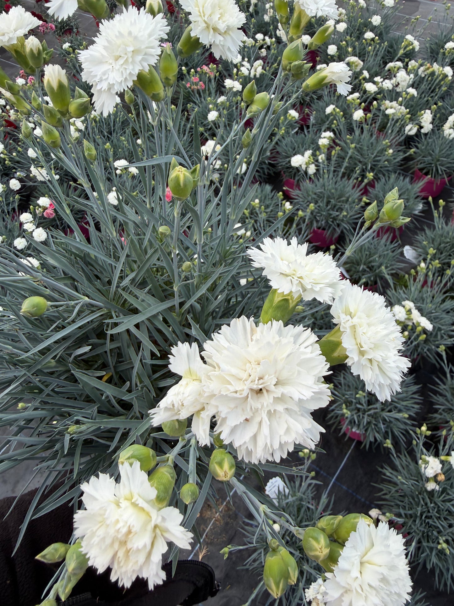 Scented Dianthus, 2L