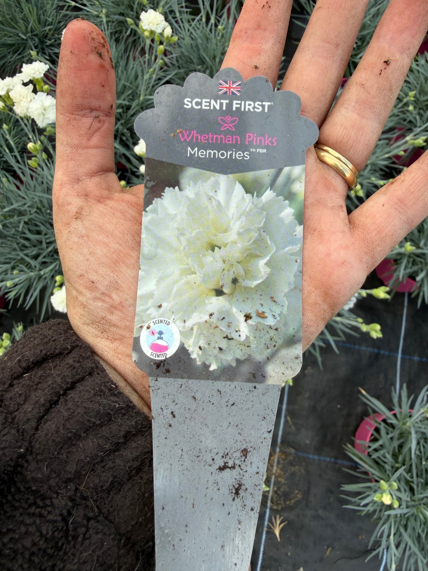 Scented Dianthus, 2L
