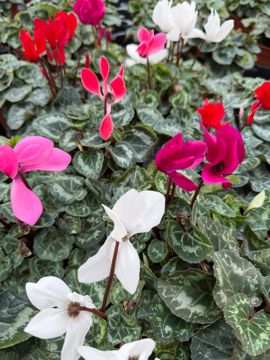 Cyclamen, 13cm