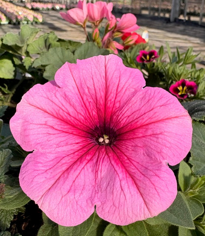 4 for £10, 10.5cm Trailing Petunia
