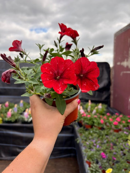 4 for £10, 10.5cm Trailing Petunia