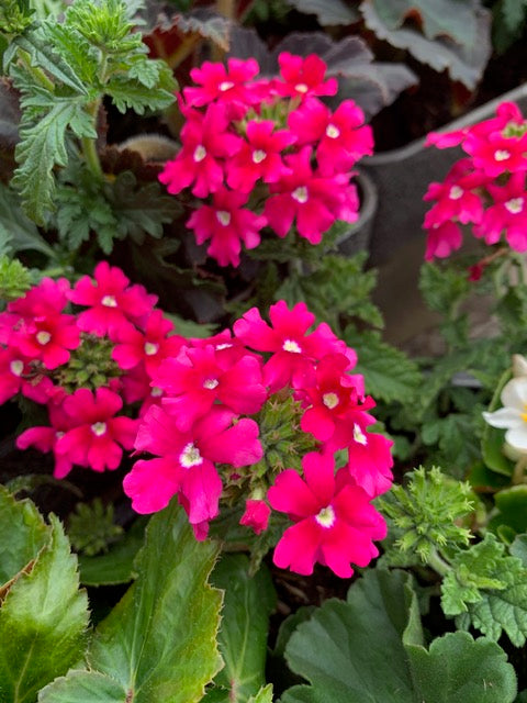 4 for £10, 10.5cm Verbena