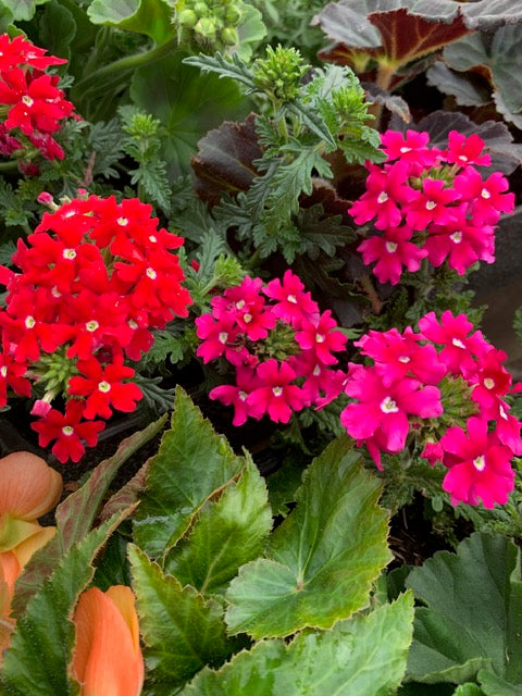 4 for £10, 10.5cm Verbena