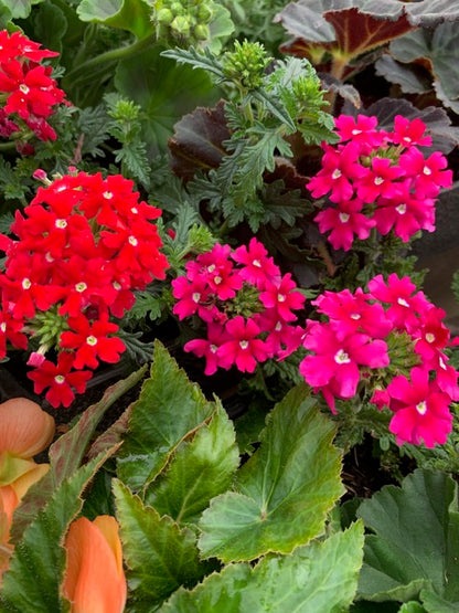 4 for £10, 10.5cm Verbena