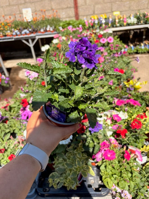 4 for £10, 10.5cm Verbena